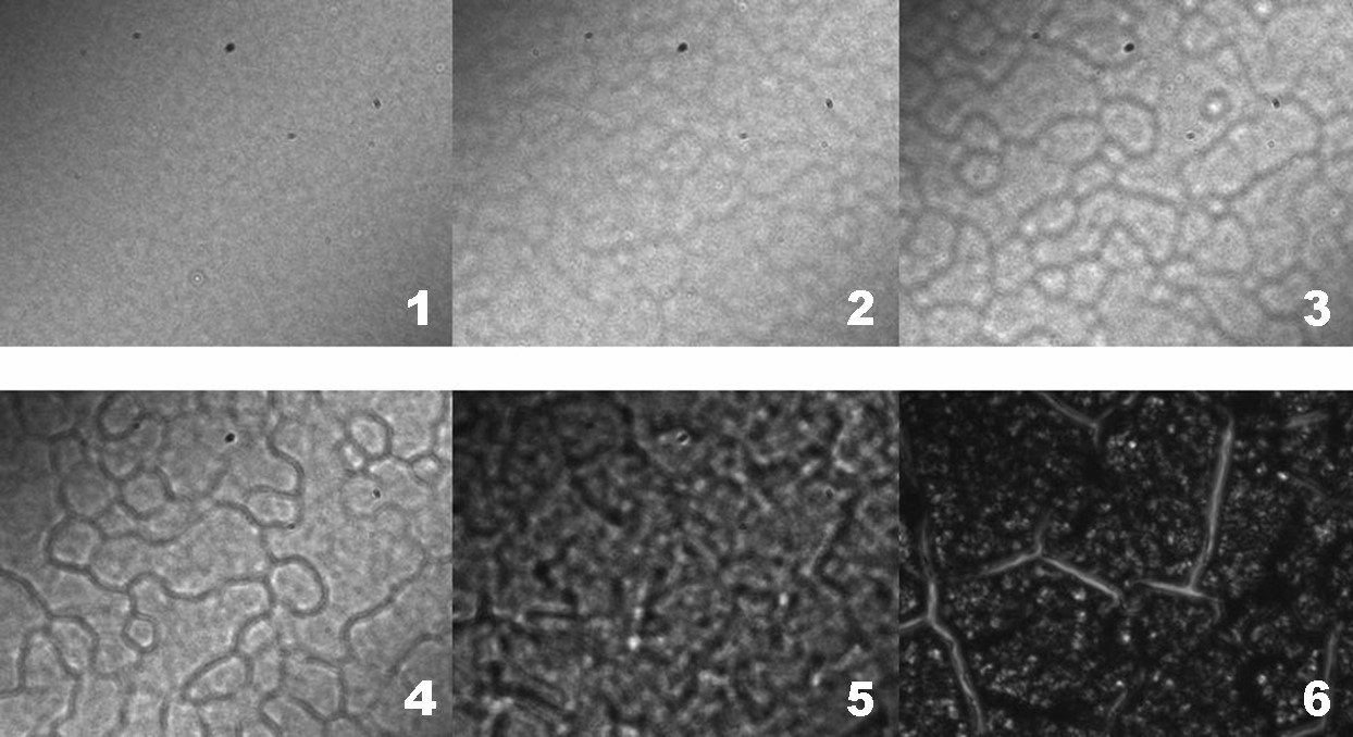 Beobachtung des Trocknungsvorgangs mittels Video-DIC (Differential Interference Contrast) Mikroskopie.